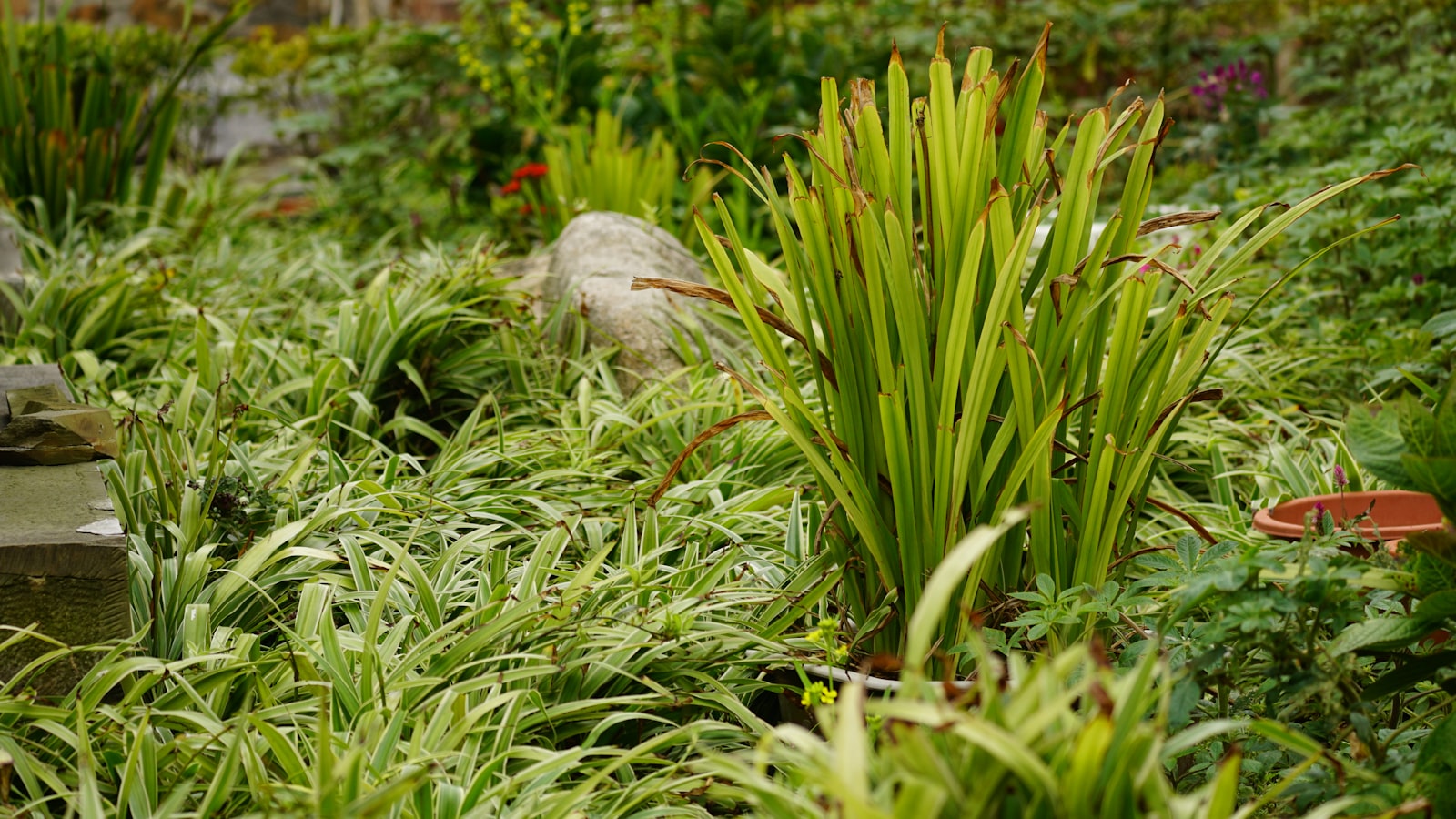 Tuinborder